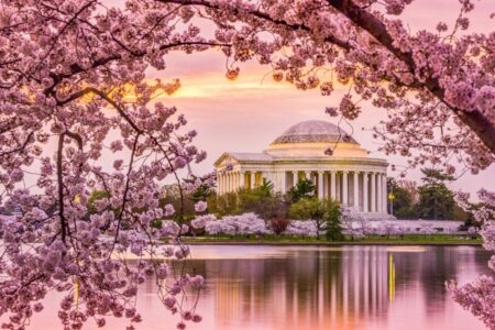 Businesses Bring Fun, Entertainment During Cherry Blossom Season in the Nation’s Capital – U.S. Chamber of Commerce