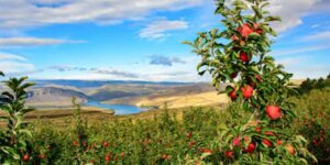 Souring US-China Relations Hit Washington Apple Growers Core Business – The US-China Business Council