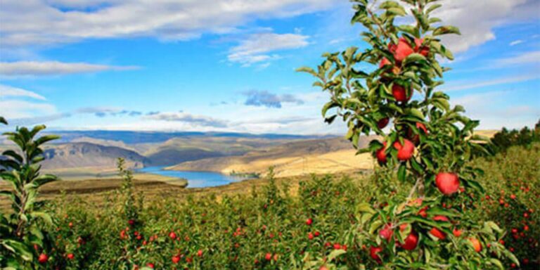 Souring US-China Relations Hit Washington Apple Growers Core Business – The US-China Business Council