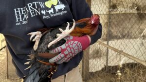 34 charged in Eastern WA cockfighting, drugs, money laundering ring linked to prison gang – Tri-City Herald