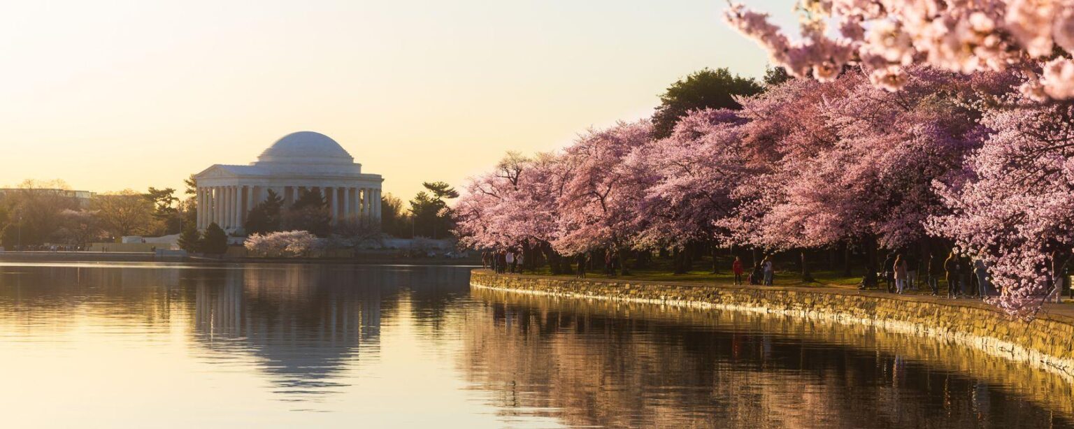 The Best National Cherry Blossom Festival Events in Washington, DC – Washington.org