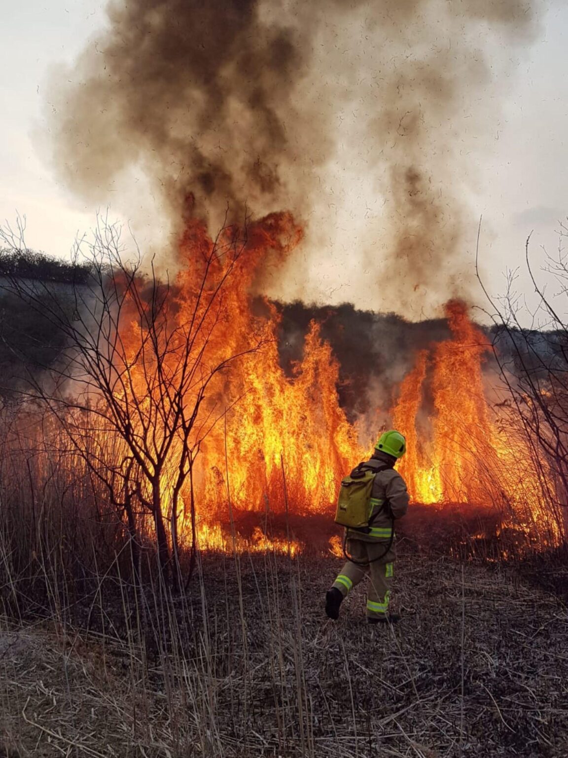 Firefighters tackling wildfire in US arrested by immigration agents – Al Jazeera