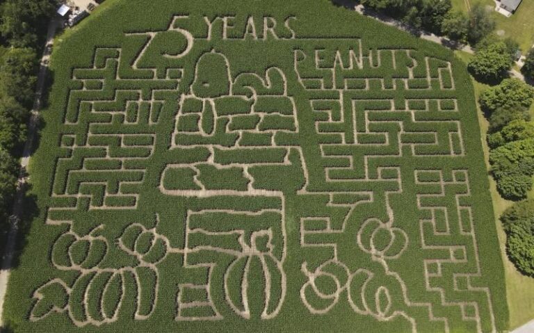 Farmers honor ‘Peanuts’ creator Charles M. Schulz with corn mazes across US and in Canada – NBC4 Washington