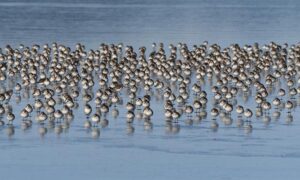 Washington, D.C. – Latham & Watkins LLP