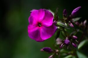 Commanders reporter Nicki Jhabvala leaves Washington Post for The Athletic – Awful Announcing