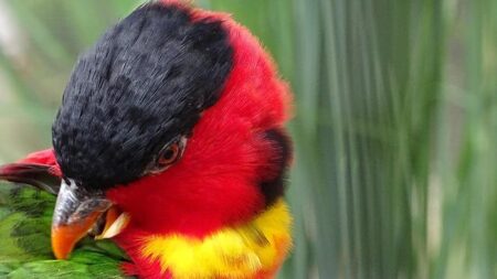 Dick Cheney, Powerful Vice President and Washington Insider, Dies at 84 – The New York Times