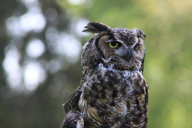 Cougars Shine in Thrilling Day Three of the U.S. Open Cougars Compete in Day Three of U.S. Open – Washington State University Athletics – Washington State University Athletics