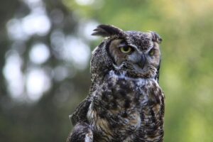 Washington state takes stock of flooding damage as another atmospheric river looms – NBC News