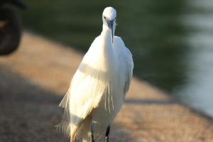 I’ve been to several ‘dupes’ for Switzerland around the US, but none beat the Alpine feel of Washington’s North Cascades – Business Insider