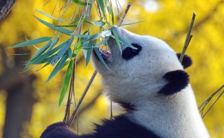Watch: Giant pandas play in Washington DC snowstorm – BBC