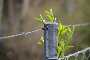 National Security and the TikTok Ban – American University