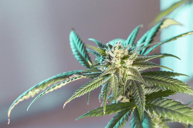 How US marijuana reclassification could help cannabis companies – Reuters