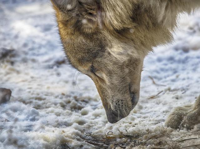 What We Learned About Politics by Talking About Wolves Opinion | What we learned about politics by talking about … wolves – The Washington Post