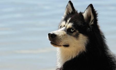 What Big Ten fans should know about Washington – Huskies Wire