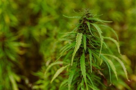 Explainer: How US marijuana reclassification could help cannabis companies – Reuters
