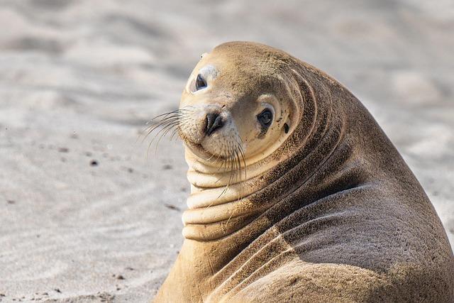 Man Arrested After Allegedly Throwing Rock at Endangered Monk Seal Man arrested, accused of hurling rock at endangered monk seal’s head – USA Today