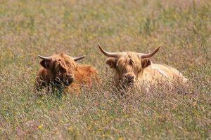 Flesh-eating screwworm found in Texas, sparking fears for U.S. cattle – The Washington Post
