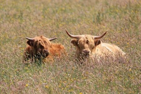 Flesh-eating screwworm found in Texas, sparking fears for U.S. cattle – The Washington Post