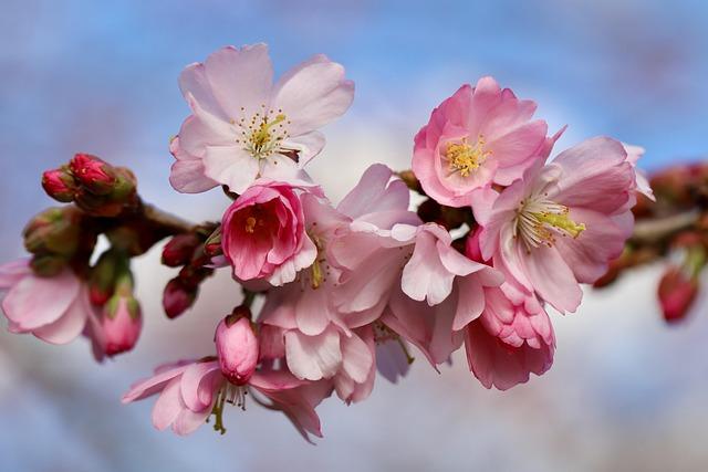 2026 National Cherry Blossom Festival: Must-See Events You Don’t Want to Miss 2026 National Cherry Blossom Festival: The big events you don’t want to miss – WUSA9