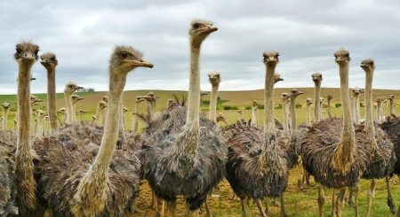 South Africa Blames Washington as France Bows to Pressure and Pulls G7 Invite South Africa blames Washington as France bows to pressure, pulls G7 invite – Business Insider Africa