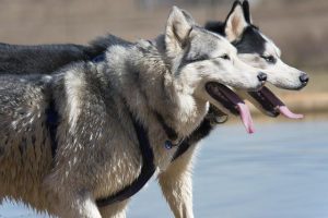 Washington Huskies continue slow climb up USA Softball rankings – Yahoo Sports