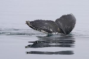 2 gray whales found dead on Ocean Shores beach – FOX 13 Seattle