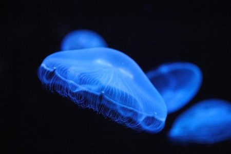 America’s First Jellyfish Museum Opens Its Doors in Florida First jellyfish museum in the United States opens in Florida – The Washington Post