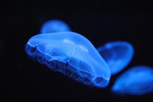 First jellyfish museum in the United States opens in Florida – The Washington Post