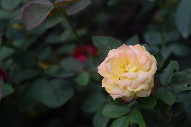 Dan Quinn Reveals Bold Offensive Shift in Washington Built Around Jayden Daniels Dan Quinn Confirms Intentional Change to Washington’s Offense With Jayden Daniels — Commanders Daily – Sports Illustrated